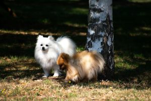 Healthy Pomeranian with a full double coat