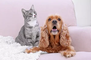 dogs with different coat types